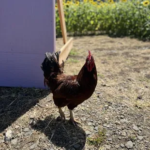 Rooster that free roams the property