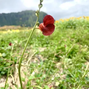 a single red flower
