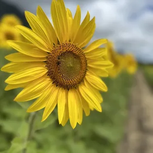 a field of sunflowers