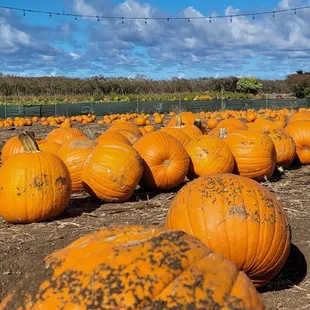 Large pumpkins