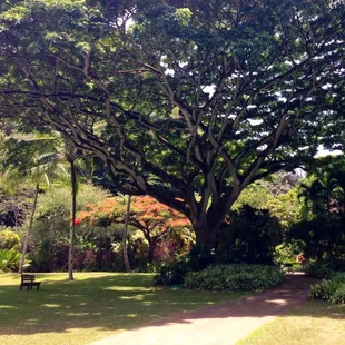 The tree of life.   naaaaaaaan sibenyaaaaa wibami sibababaaaaaaaa