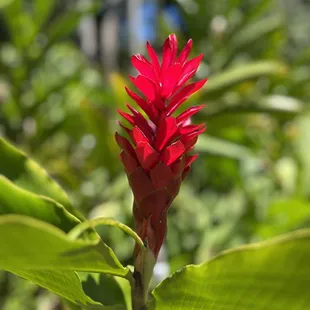 Torch Ginger
