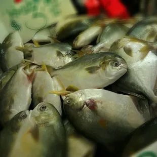cheap...."Pampano" my favorite all around fish to eat.  Fry, soup,steam, &amp; baked works for me.