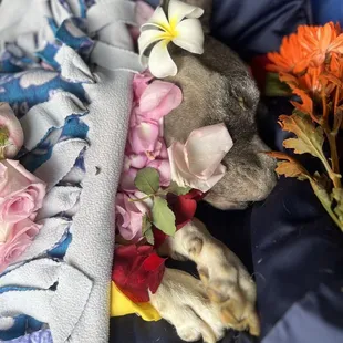 OUR BEAUTIFUL PHOENIX KURISU 1/21/2011 -12/30/2023 rest in so much love always our precious Phoenix,