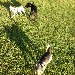 Happy dogs, healthy dogs, sleep thru the night dogs. Happy hi