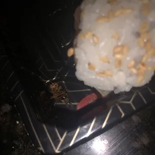 zoom up of baby cockroach