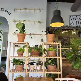 The greenery in this place made me feel at home!