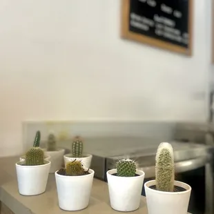A display of cacti at the counter