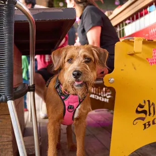 a brown dog wearing a pink harness