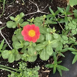 Flowers out front