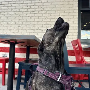 a dog on a leash