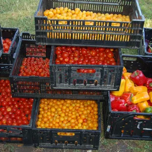 A variety of tomatoes
