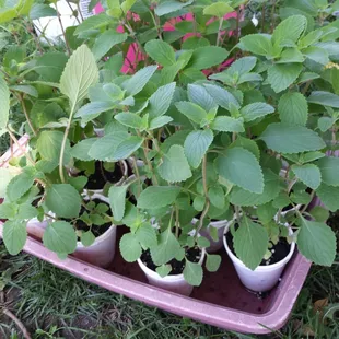 Lemon basil two for 5.