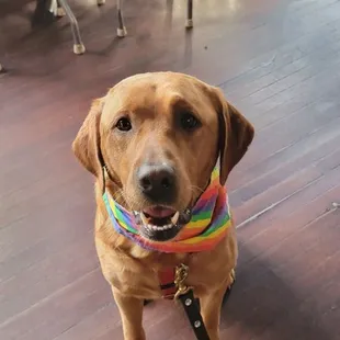 Dog friendly bar