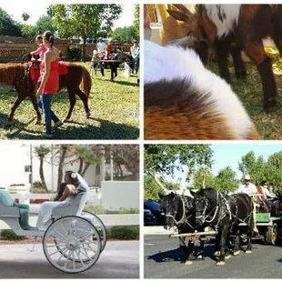 Mobile Petting Zoo, Pony Rides &amp; Parties, Hay Rides, Wagon Rides, Carriage Rides, Wedding Carriage Services &amp; Sleigh Rides.