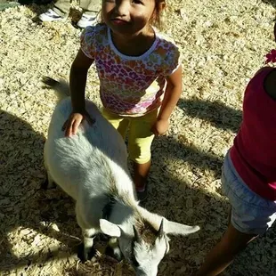 Petting Zoo
