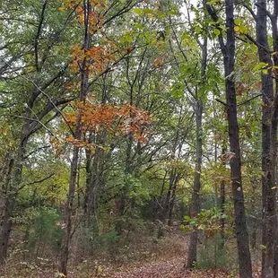 Wallace State Park
