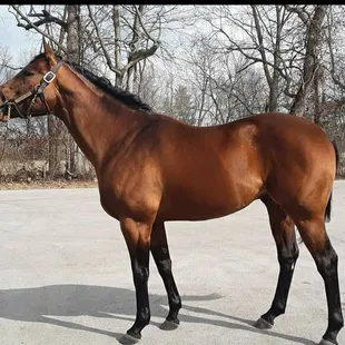 Stallion Core Beliefs