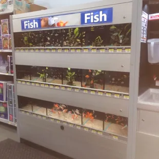 They sell live fish!