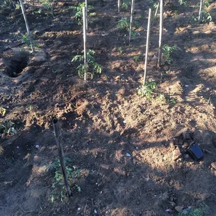 a tree in the middle of the ground