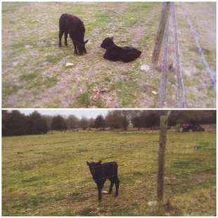 a cow and a calf in a pasture