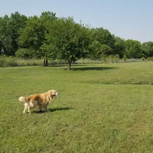 Dog park