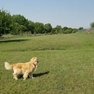 Dog park