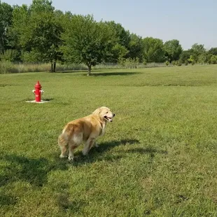 Dog park