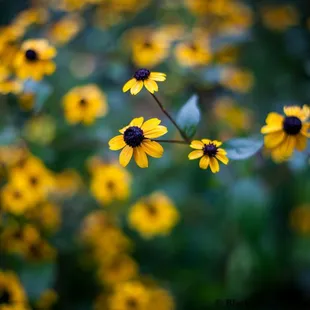 You know, they've got some pretty sweet flowers too.