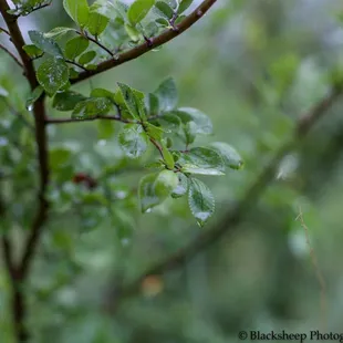 Rain on leaves.   Very artsy.