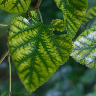 Variegated shades of green on a rainy day.