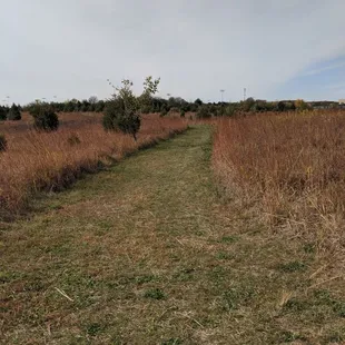 Grass walking trail