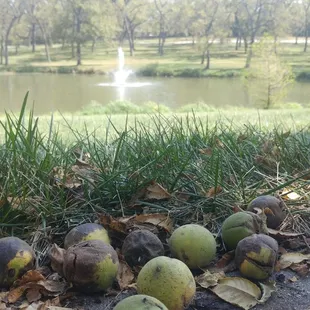 Walnut Grove Park is aptly named. In September, walnuts cover the ground.
