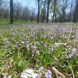 Springtime flowers at the north end of the park.