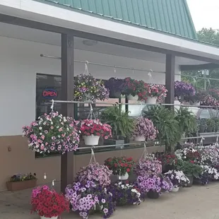 a display of flowers