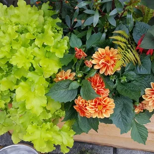 Lovely flowers boxes at the cafe (8/1/20)