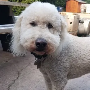 Winery mascot. So cute!