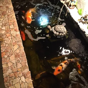 Koi fish pond here!