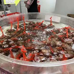 Live clams