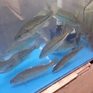 Fresh fish