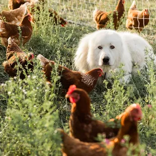 a white dog surrounded by chickens