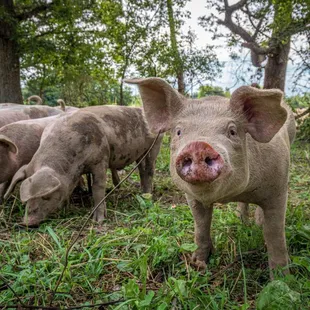 a group of pigs grazing in a field