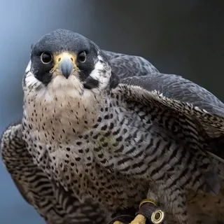 PJ L.
