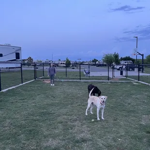 Dog park