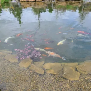 Koi in the pond