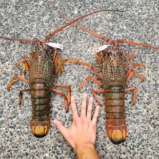 Spiny lobsters from the NSW coast of Australia ($200 for two).