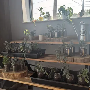 Plant window display
