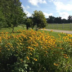 Black eyed susans grace the road on the road leading to the inn