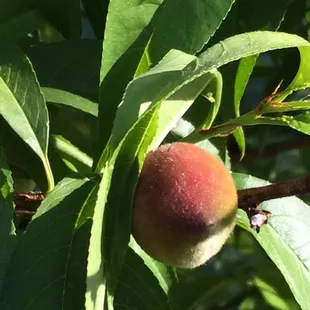 Mid May Peaches Are Growing Fast