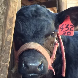 The Calves Aren't Shy